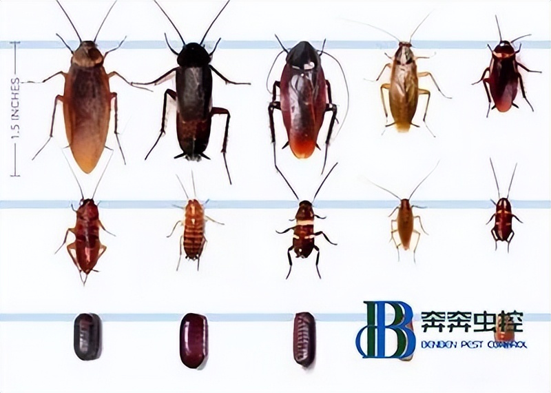 為什么家里的蟑螂總是滅不完