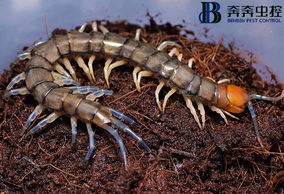 遇到蜈蚣該如何進(jìn)行防治?