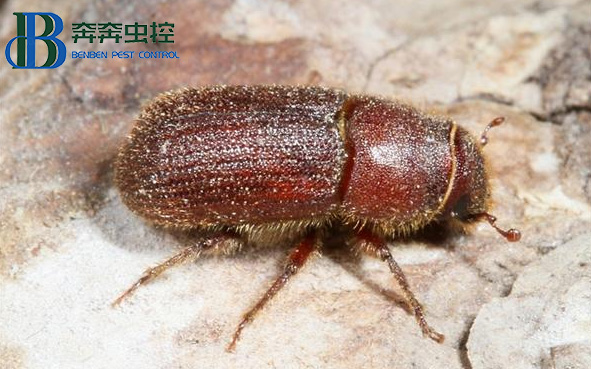 如何消滅“木老虎”粉蠹蟲(chóng)?