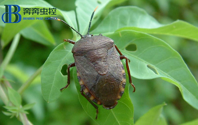 如何防治椿象?