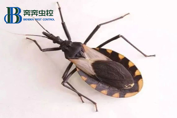 錐蝽到底是什么蟲?