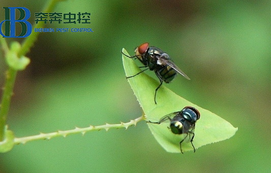 蒼蠅為什么要搓手?