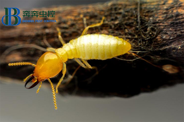 家中發(fā)現(xiàn)白蟻應(yīng)該怎么辦?