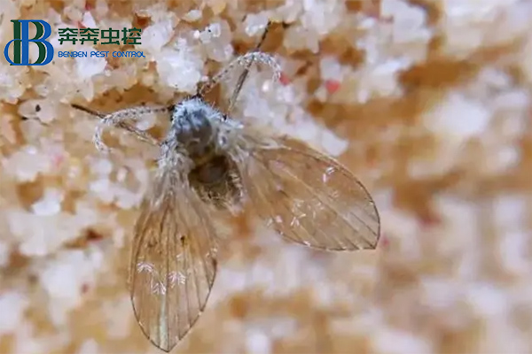衛(wèi)生間里來了蛾蠓怎么辦?