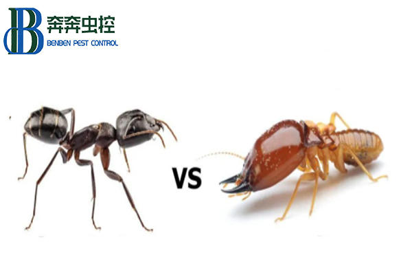 上海除蟲教你如何區分家里的螞蟻和白蟻？