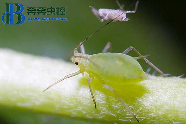 如何防治蚜蟲？