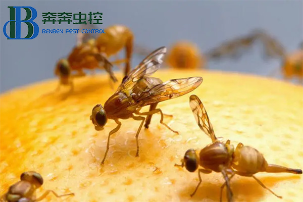 果蠅怎么消滅才能最有效呢？