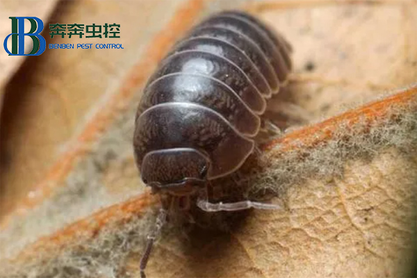 鼠婦是什么，對人有害嗎？