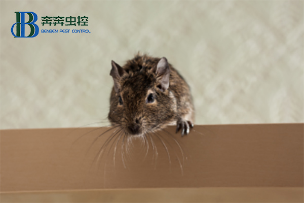 家里有老鼠入侵，家庭如何滅鼠？
