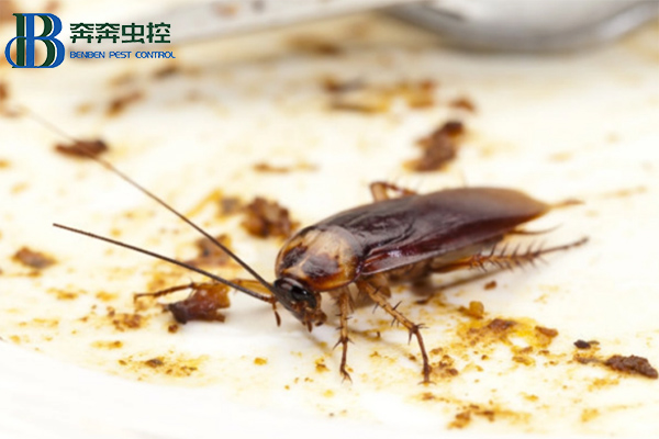 如何高效的殺滅蟑螂?