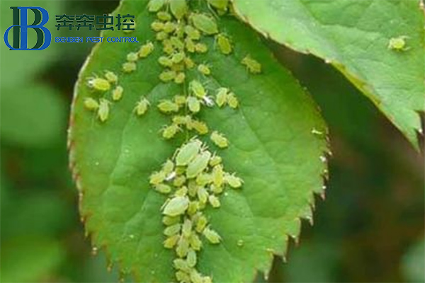 教你如何防治蚜蟲,一季無蚜蟲