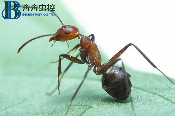 紅火蟻的危害有哪些?如何防治紅火蟻?