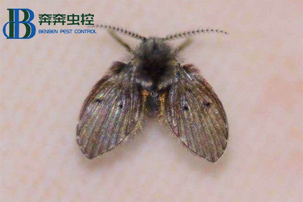 衛(wèi)生間里來了蛾蠓怎么辦?