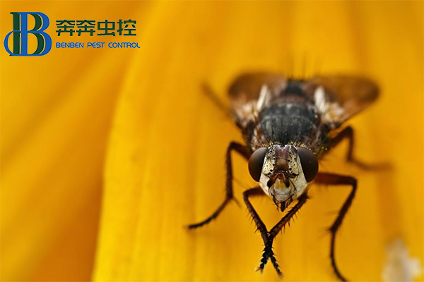 蒼蠅為什么總喜歡"搓手"?