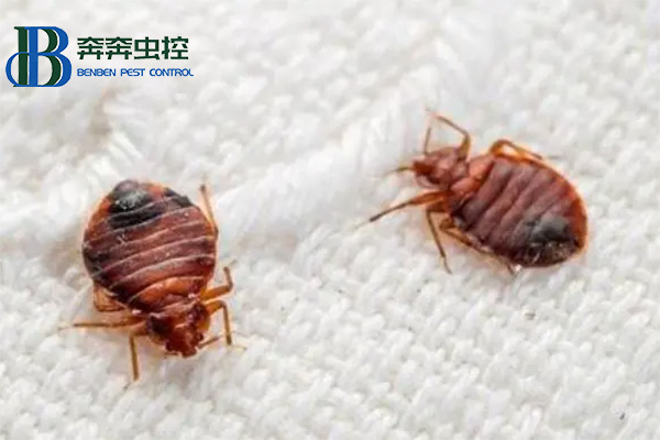 臭蟲怎么防 被叮咬后怎么辦?