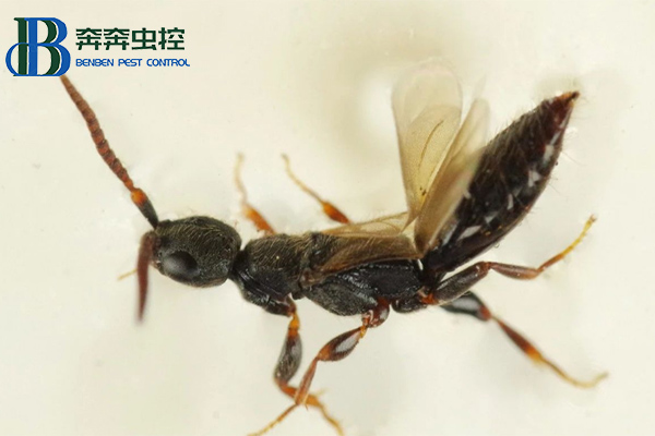 如何滅腫腿蜂?