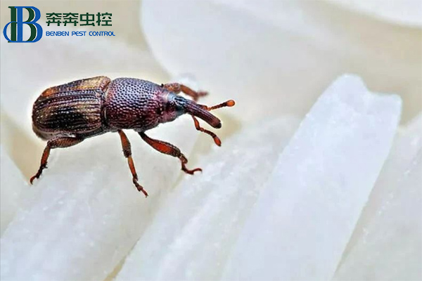 米象出沒,如何防治?