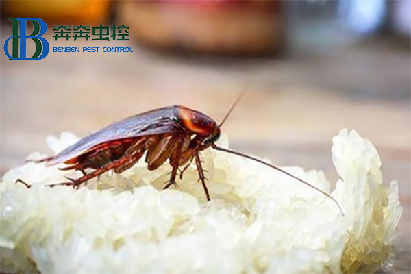 蟑螂這么強,怎樣才能徹底消滅蟑螂?