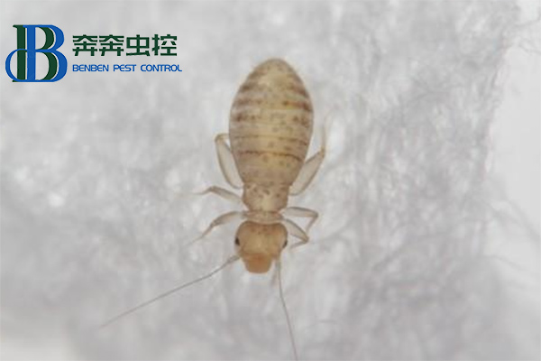 家里有書虱,應該怎么消滅干凈?