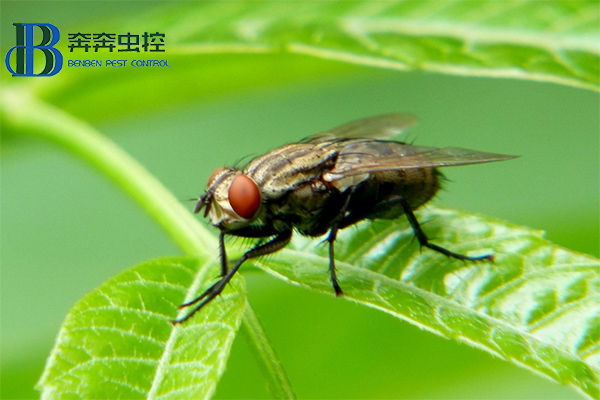 ?消滅蒼蠅,你知道有多少招嗎?