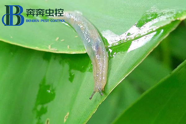 雨后蛞蝓出沒,防治有妙招!