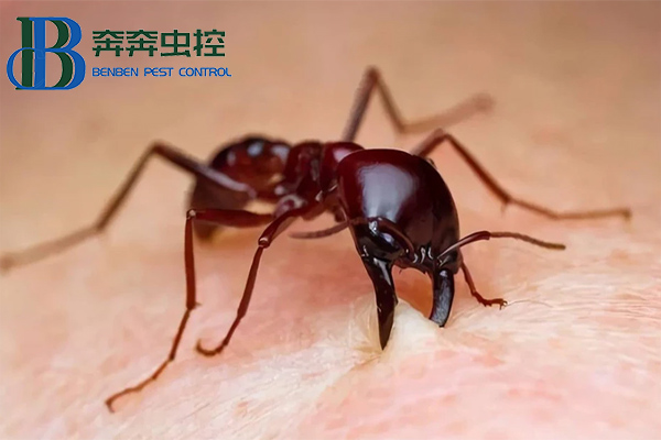 紅火蟻有多可怕?如何防治!