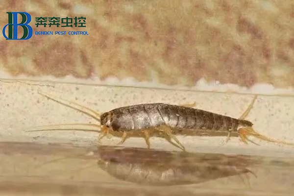 夏季如何控制及預防衣魚蟲?