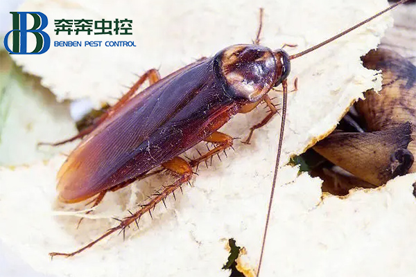 如何高效的殺滅蟑螂?