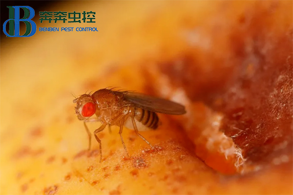 果蠅的危害與防治，果蠅怎么消滅？