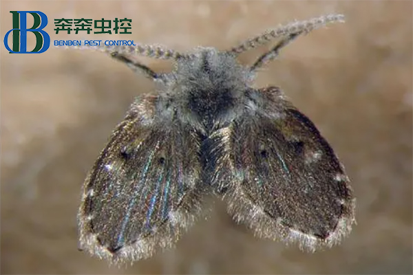 下水道蛾蠓幼蟲長什么樣？蛾蠓怎么消滅？