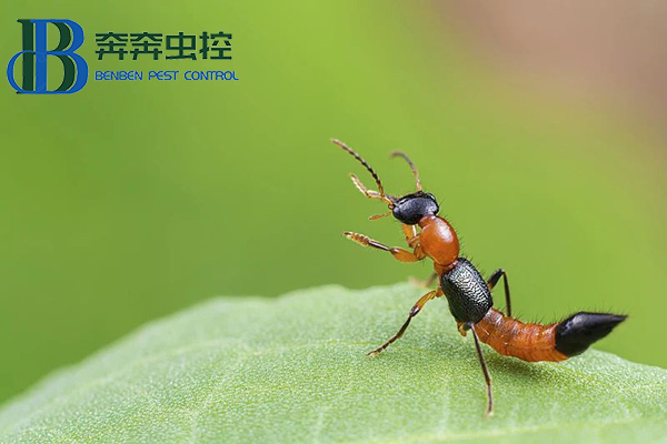 夏日蚊蟲多，小心隱翅蟲！