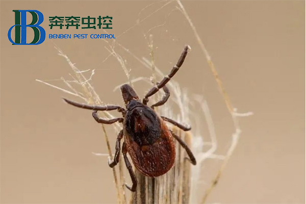 蜱蟲如何正確防治？