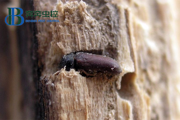 藏在木質家具里的蟲子是什么?