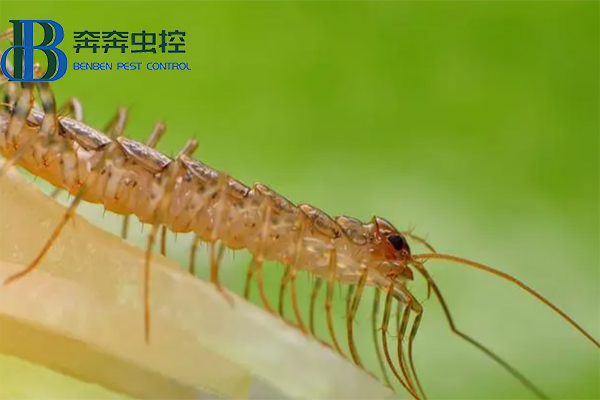 家里出現蚰蜒怎么去除?