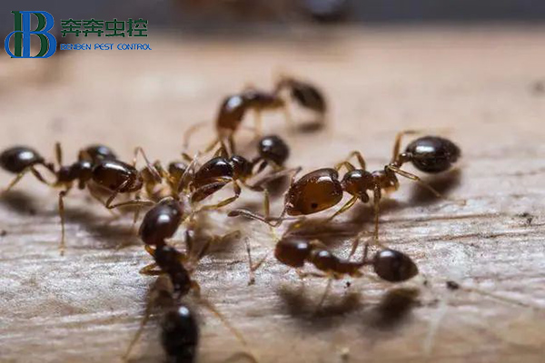 如何防治紅火蟻?讓上海滅蟲公司來告訴你!