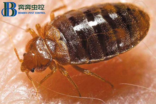 家里的臭蟲是怎么來的?