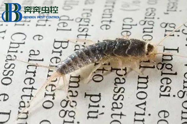 衣魚蟲是怎么滋生的?