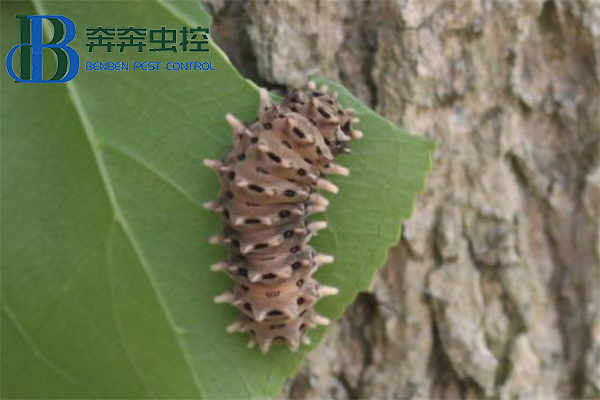 最近上海街頭這種蟲子橫行？