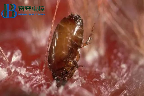 家里有了跳蚤怎么處理干凈？