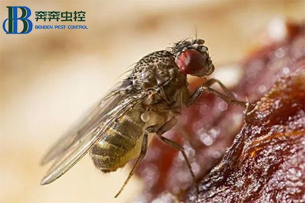 果蠅是怎么來的？怎么消滅果蠅？
