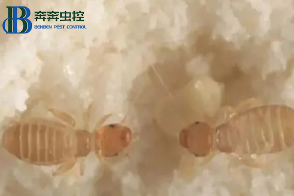 家里為什么有書虱？書虱如何治？