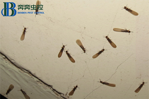 家里有白蟻怎么辦？