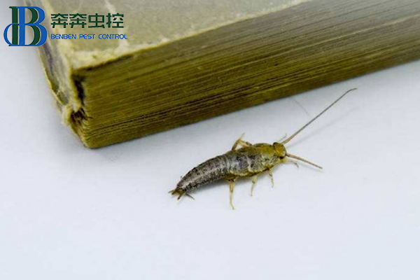 家里有衣魚蟲怎么辦?