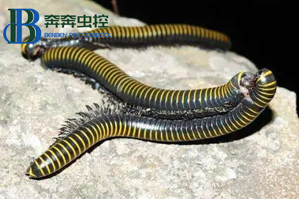 為什么會大量出現馬陸?