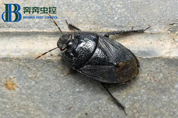 不速之客黑殼蟲,是土蝽別怕!