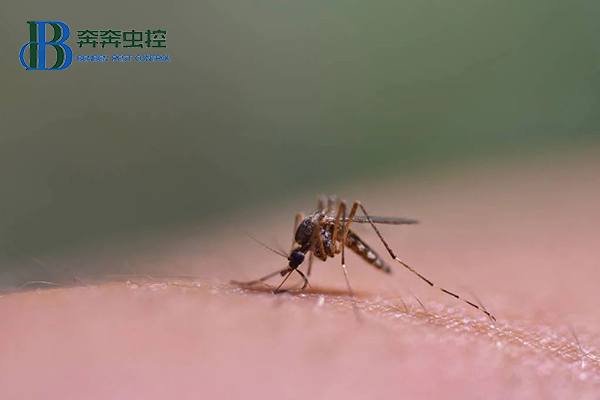 為什么秋天的蚊子咬人更狠?