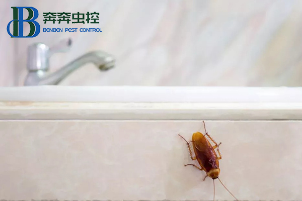 蟑螂怎么徹底消滅?讓上海蟲控公司來告訴你!