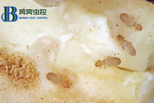家里為什么有書虱?書虱如何治?