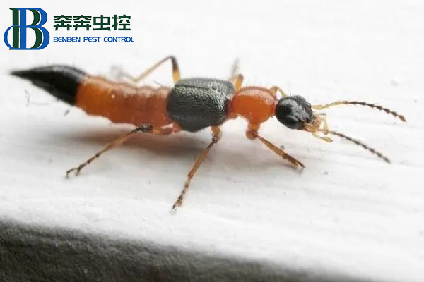 有只小蟲拍不得,一起來認識隱翅蟲!