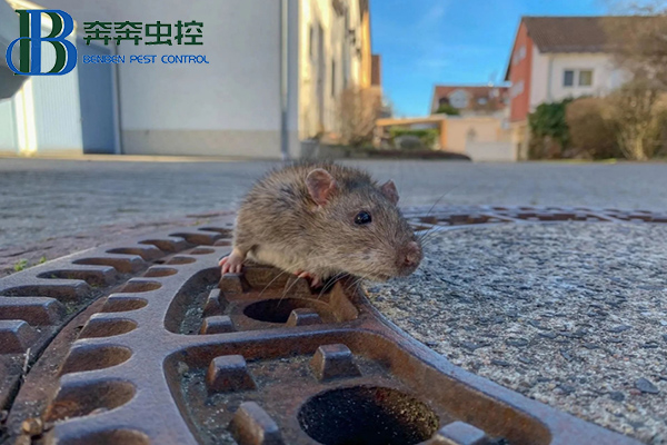 滅老鼠有效的方法有哪些?